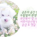 허밍독 이미지