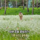 2026 가평 자라섬 남도 꽃정원 꽃축제 뚜벅이 실시간 가는법 주차