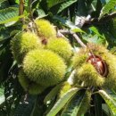 은혜고추방앗간 이미지