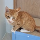 묘릉도원 이미지