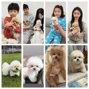 테디 켄넬 | Since2003 킴스켄넬 [미니비숑•(크림&amp;파티)미니말티푸] 분양후기 &amp; 현재모습은...😍 by HyunsooT