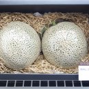 천애금수
