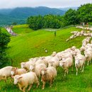 성인목장 이미지