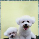 청 애견미용 | 창업 반려견과 함께한 특별한 하루, 강릉애견미용아카데미 체험후기
