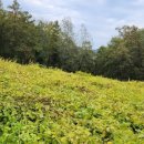 성자골2 이미지