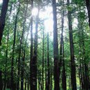 숲으로 가는 길 이미지