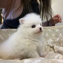 모량