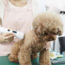 스타노래연장 이미지