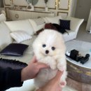 퍼피라이프 이미지