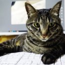 쓰담쓰담 이미지