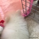 금비켄넬 이미지