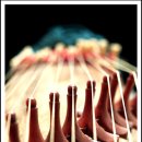 가야금 (B) 이미지