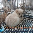 왕징면사무소 이미지