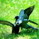 한가한 오후 이미지