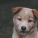목동 동물병원 이미지