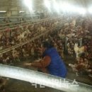 사랑농장 이미지