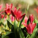 오늘의탄생화-(4월16일) 🌸 튤립(Tulipa) 이미지
