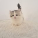 제이제이캣 이미지