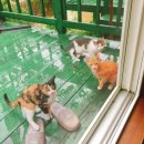 펜션카페윤앤박 이미지