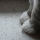 몽실몽실 이미지