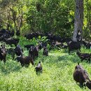 약초흑염소농장 이미지