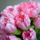 꽃보다아름다운당신 이미지