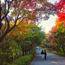 전철타고 떠나는 여행 (2) 천안 독립기념관 단풍나무 숲길 이미지
