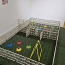 강아지 놀이터 이미지