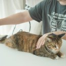 아지&냥이 | 털공 만들기 가능! 강아지 고양이 빗 브러쉬 추천