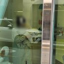 댕댕찹찹 | 명지애견미용실 비숑 위생미용이랑 목욕은 지나댕댕