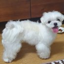 송도멍멍이발소 이미지