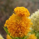 은옥농장 이미지