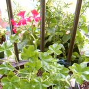 행복한들 이미지