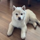 건재로L 이미지