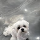 bbodog(뽀독) 이미지