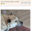 우리집강아지 이미지