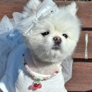 예쁘다 펫살롱 이미지