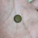 (주)이소 | 소우코우 이소비텍신 효과 | 와사비잎추출물 직접 먹어본 후기