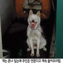 놀러갈개 이미지