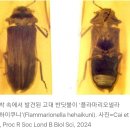 반딧불이 이미지