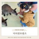 호주프렌즈 | 파주 아이와 가볼만한곳 미어캣프렌즈 동물체험 왈라비 먹이주기 후기