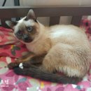 샷베베 이미지