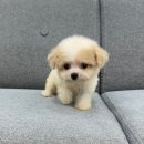 댕냥구리 강아지분양 고양이분양 구리본점 이미지