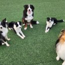 고쳐줄개 이미지