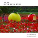 산소카폐 청송정원 (1) | 경북 청송 :: 산소카페 청송정원 꽃양귀비(1부드론) 【25년6월7일】