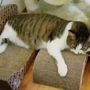 철이와 미애네 이미지