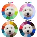 갈매독 애견유치원 이미지