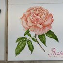 봄맞이 꽃그림 보태니컬 아트 이미지