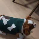 문화애견 이미지