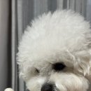 몽마르쉐 이미지